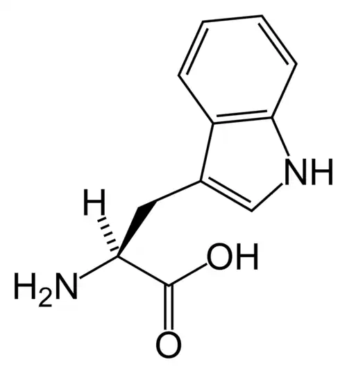 تریپتوفان(Trp&nbsp;/&nbsp;W)