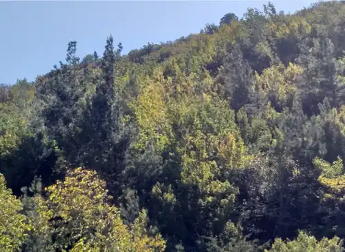  جنگل لرگان