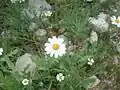روستای لاغران بهار ۹۳