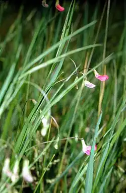 خلر نیسولیا (Lathyrus nissolia)