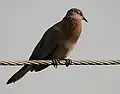 ماهاراشترا، هندوستان.