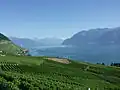 دریاچه ژنو و آلپ سوئیس از Lavaux.