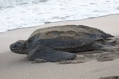 لاک‌پشت دریایی پشت‌چرمی (Dermochelys coriacea)
