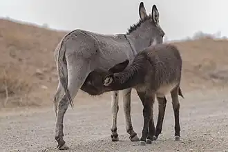عکس از یک کره الاغ، در پارک ملی کویر در حال خورد شیر مادر
