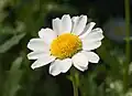 Leucanthemum paludosum