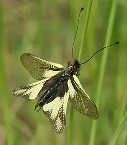 مگس جغدی (Libelloides coccajus)