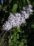 گونهٔ Syringa vulgaris