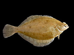 چرم‌ماهی،  Limanda limanda