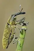 Lixus angustatus