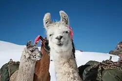 گروهی از لاماها در کوهستان.