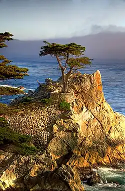 The Lone Cypress, a natural icon of the community, as seen by residents and more often tourists from 17-Mile Drive
