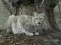وشق اوراسیایی