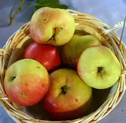 رنت طلایی