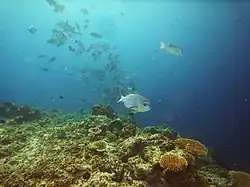 An underwater view of coral and fishes.