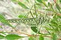 کاتیدید شکارچی خالدار (Chlorobalius leucoviridis) یک تقلید پرخاشگری صوتی از سیکادا است.