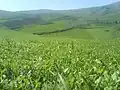 طبیعت روستای مشهدلو