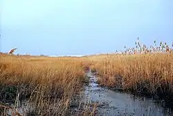 Lyndhurst portion of New Jersey Meadowlands.