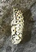 شفیره