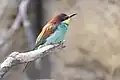 زنبورخوار اروپایی