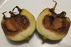 میوه‌ای که از وسط نصف شده و بخشی از آن قهوه‌ای شده که نشان‌دهندهٔ فرایند رسیدگی است.