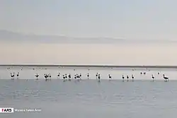 ذخیرهگاه زیستکره میانکاله