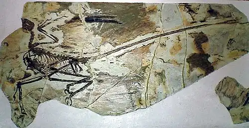 میکروراپتور چهار بال، عضوی از خانوادهٔ دونده‌خزندگان (Dromaeosauridae)، گروهی از دایناسورها که نزدیک به پرندگان هستند.