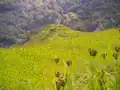 ارزن مزارع در منطقه آناپورنا نقش عمده ای در کشاورزی محلی دارند.