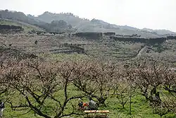Minabe Plum-grove, as known for a plum grove site in Japan