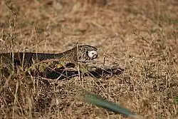 Monitor lizard eating crocodile egg
