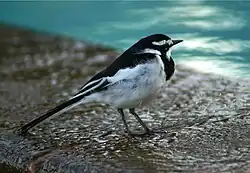 An African pied wagtail in کیلیفی، کنیا، کنیا