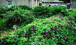 بوته‌های وحشی شده گًل سرخ در محل خانه‌های فرو ریخته؛ روستای عباس‌آباد سال ۱۳۸۷.
