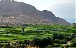 شالیزارهای مورچگی
