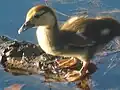 مسن‌تر