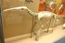 اسکلت سوار شده