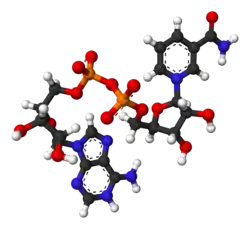 Ball-and-stick model of the oxidized form