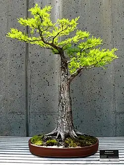یک بونسای از یک دارتالاب