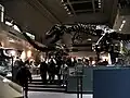 <!Hall of Dinosaurs>