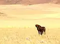 نانکوس در پناهگاه حیات وحش