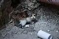 بچه گربه ولگرد در نابلس