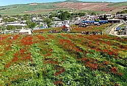 جشنواره شقایق ها -اردیبهشت1401-بوستان شهدای کرنگ