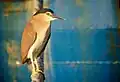 حواصیل شب نانکن یا روفوس ( Nycticorax caledonicus ) در بندرگاه فرمنتل، استرالیای غربی