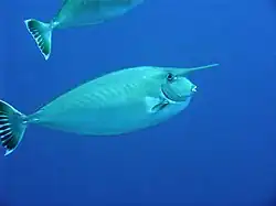 تک شاخ ماهی سفید, Naso annulatus
