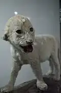 بچهٔ شیر