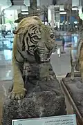 ببر