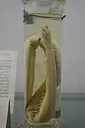 مار