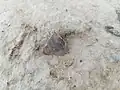 نای‌تپه