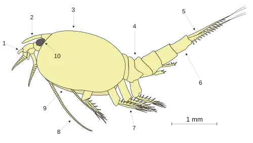 Nebalia
