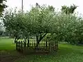 درخت سیب نیوتون