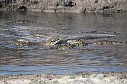 Crocodiles feasting