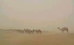 دشت مارگو در جنوب چخانسور
